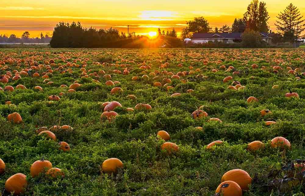 I campi di zucche italiani (Pumpkin Patch)